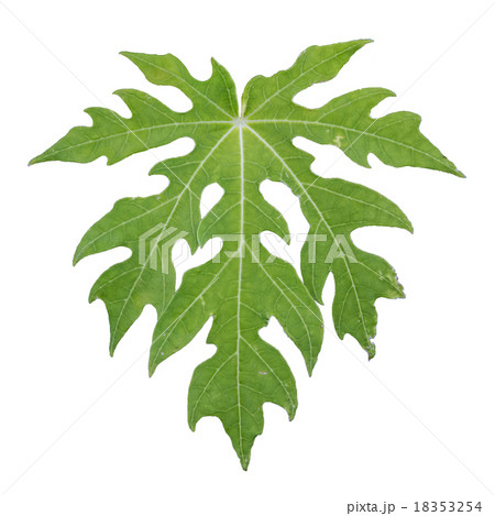 Papaya leaf in green color Papaya leaf in green color 18353254
