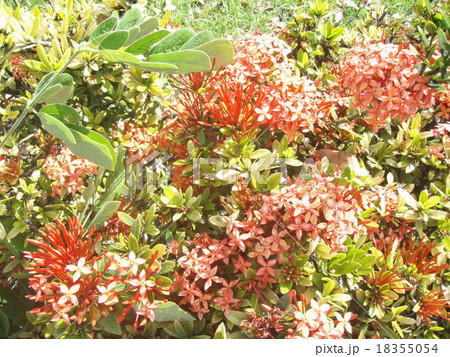ハワイで見つけた花 ハワイで見つけた花 18355054
