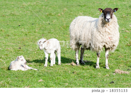 草原の羊の親子 18355133