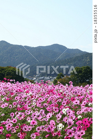 三千院参道沿いのコスモス畑 三千院参道沿いのコスモス畑 18355516