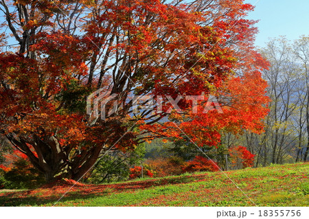 池田町大峰高原の大カエデ紅葉 18355756