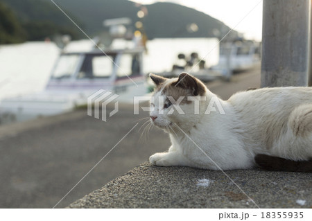 堤防に佇む猫 18355935