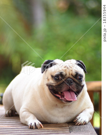 white fat cute lovely pug dog laughing portraits 18355944