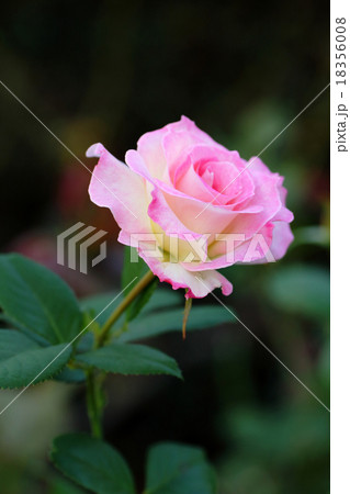 マチルダという品種の薔薇 18356008
