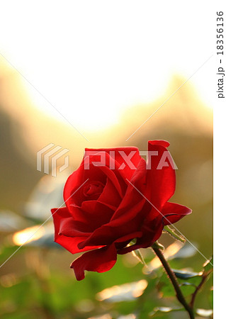 レッドクィーンという品種の薔薇 レッドクィーンという品種の薔薇 18356136