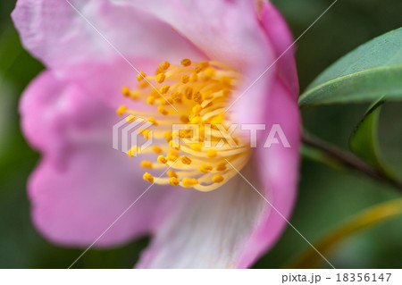 さざんか 18356147