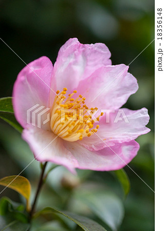 さざんか 18356148