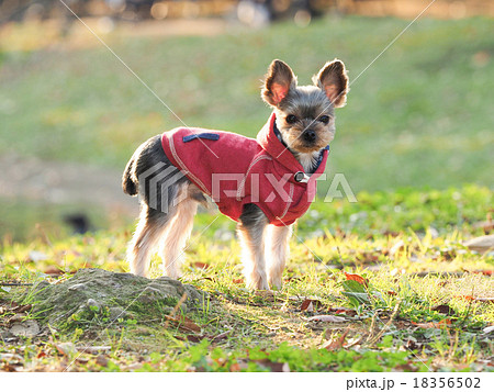 横向きのヨークシャテリア 横向きのヨークシャテリア 18356502