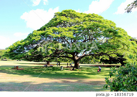 ハワイの大きな木の写真素材