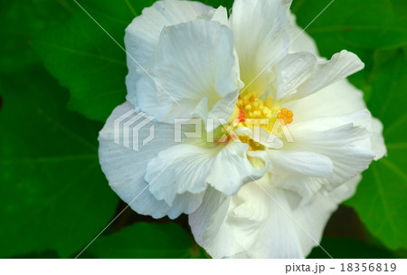 White flower closed up, Selective focus applied 18356819