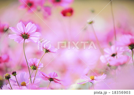 コスモス 18356903