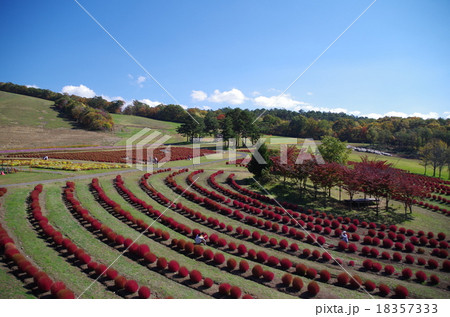 コキアパーク 18357333