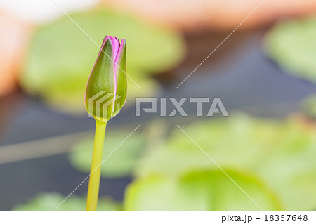 lotus budding 18357648