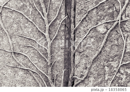 tendrils growing on a granite stone for backgrounds 18358065
