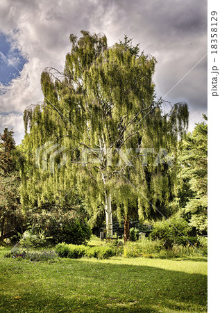 HDR shot of a birch tree in a garden HDR shot of a birch tree in a garden 18358129