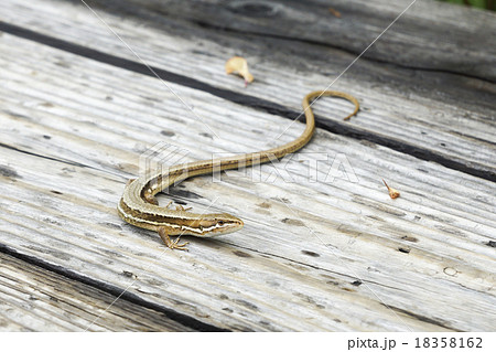 尾瀬ヶ原　ニホンカナヘビ 18358162