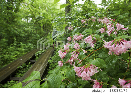 尾瀬ヶ原へ向かう山道 タニウツギ 尾瀬ヶ原へ向かう山道 タニウツギ 18358175
