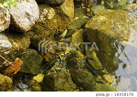 尾瀬　川上川の川魚 18358176