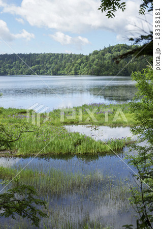 尾瀬沼　カキツバタ群生 18358181