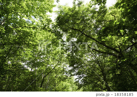 尾瀬　木漏れ日 18358185