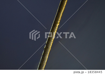 髪の毛 髪の毛 18358445