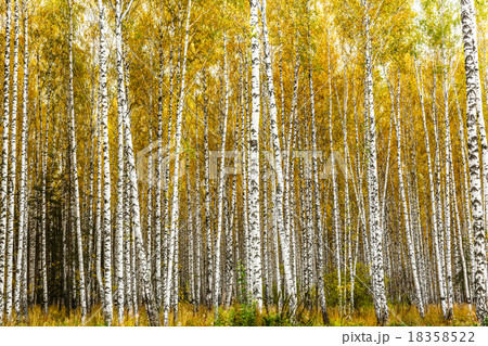 Early autumn birch grove 18358522