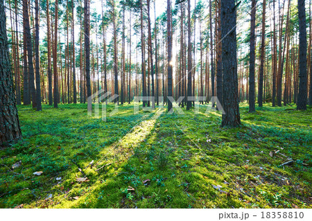 Sunrise in pine forest Sunrise in pine forest 18358810