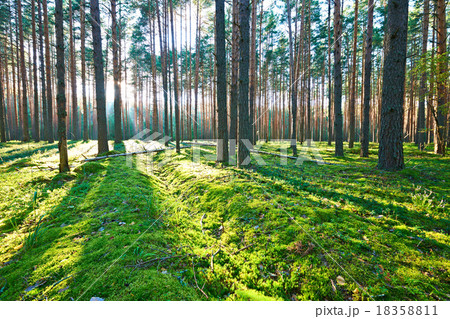 Sunrise in pine forest 18358811