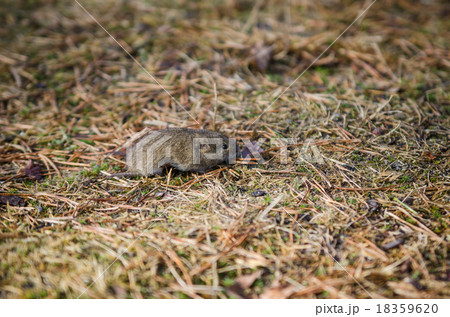 Mouse vole, close-up 18359620
