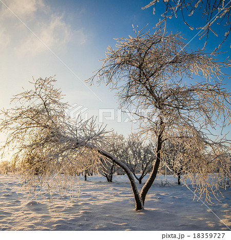 Apple trees covered with hoarfrost Apple trees covered with hoarfrost 18359727