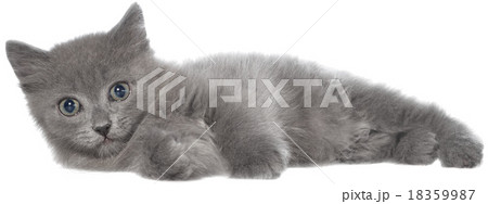 Small gray shorthair kitten lie 18359987