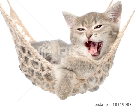 Cute tabby kitten yawns lying in a hammock 18359988