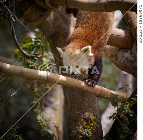 Red panda climbing a tree 18360071