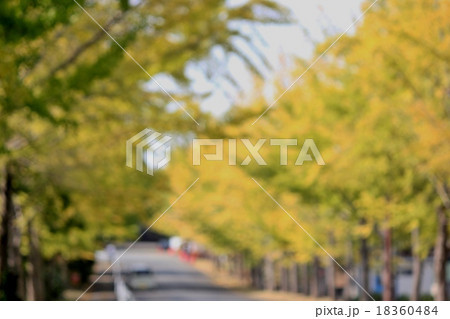 銀杏並木　イメージ 18360484
