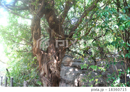 アコウの樹 18360715