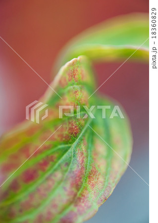 花水木紅葉 花水木紅葉 18360829