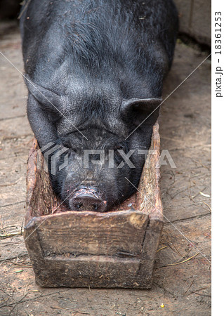 sow lies in the trough sow lies in the trough 18361253