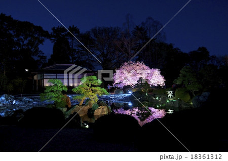 桜〜ライトアップ〜 18361312