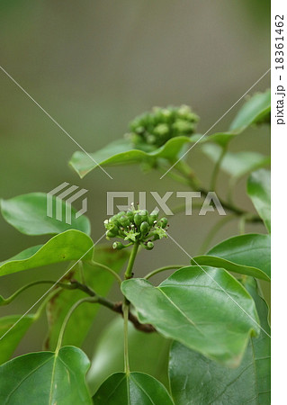 自然　植物　カクレミノ、特徴のある葉で見つけやすい木ですが花は気をつけないと見過ごしそうです③ 18361462