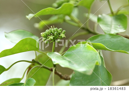 自然 植物 カクレミノ、特徴のある葉で見つけやすい木ですが花は気をつけないと見過ごしそうです② 自然 植物 カクレミノ、特徴のある葉で見つけやすい木ですが花は気をつけないと見過ごしそうです② 18361483
