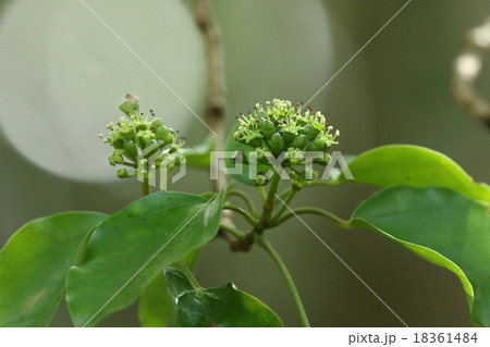 自然 植物 カクレミノ、特徴のある葉で見つけやすい木ですが花は気をつけないと見過ごしそうです① 自然 植物 カクレミノ、特徴のある葉で見つけやすい木ですが花は気をつけないと見過ごしそうです① 18361484