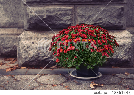 flower pot with red chrysanthemums in front of sto 18361548