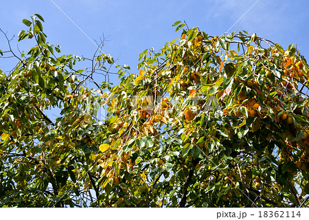 奈良の柿 奈良の柿 18362114