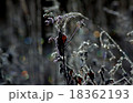 凍りつく草木 18362193