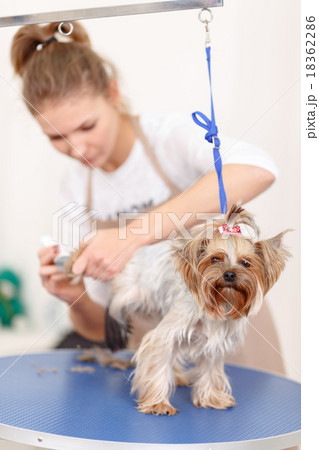 Yorkshire terrier is being groomed. Yorkshire terrier is being groomed. 18362286
