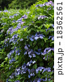 花アジサイ 18362561