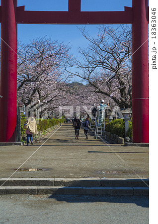 鶴岡八幡宮の二之鳥居から段葛の桜並木 18363046