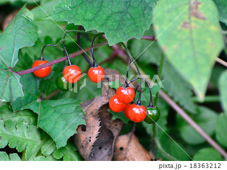 ヒヨドリジョウゴの赤い実の写真素材