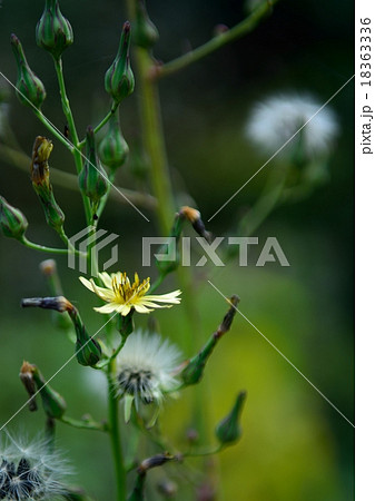 晩秋のアキノノゲシは侘しさを感じさせます 18363336