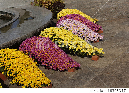 懸崖菊 懸崖菊 18363357